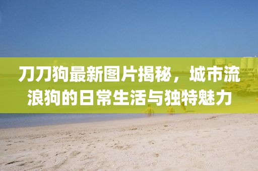 刀刀狗最新图片揭秘，城市流浪狗的日常生活与独特魅力