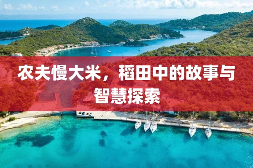 农夫慢大米，稻田中的故事与智慧探索