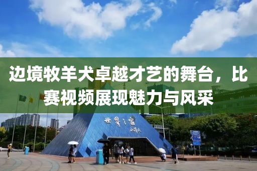 边境牧羊犬卓越才艺的舞台，比赛视频展现魅力与风采