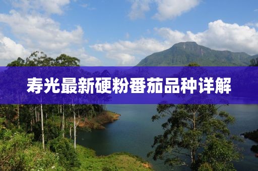 寿光最新硬粉番茄品种详解
