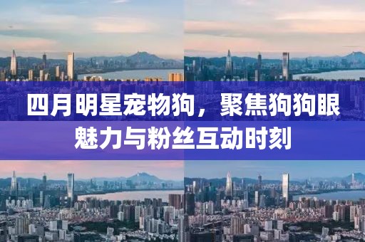 四月明星宠物狗，聚焦狗狗眼魅力与粉丝互动时刻