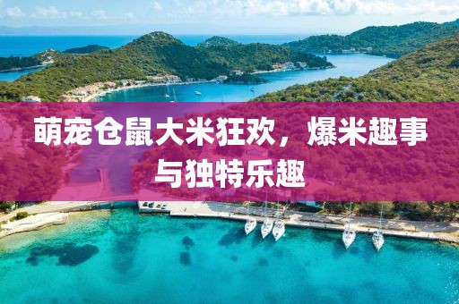 萌宠仓鼠大米狂欢，爆米趣事与独特乐趣