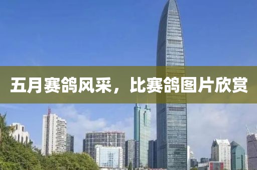 五月赛鸽风采，比赛鸽图片欣赏