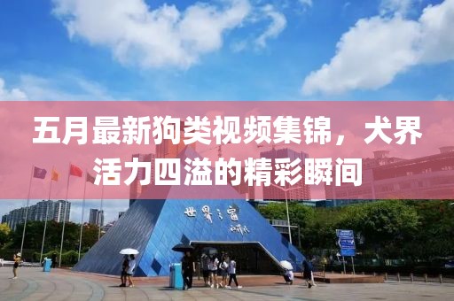 五月最新狗类视频集锦，犬界活力四溢的精彩瞬间