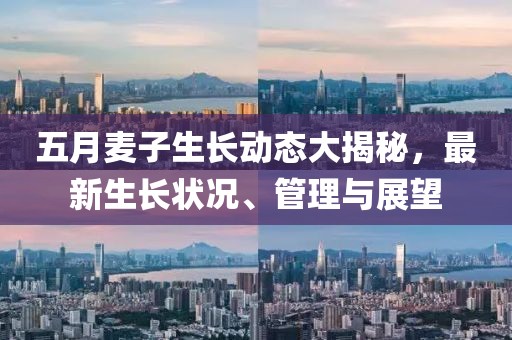 五月麦子生长动态大揭秘，最新生长状况、管理与展望