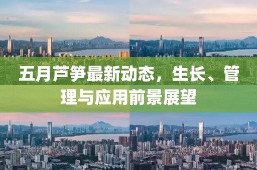 五月芦笋最新动态，生长、管理与应用前景展望