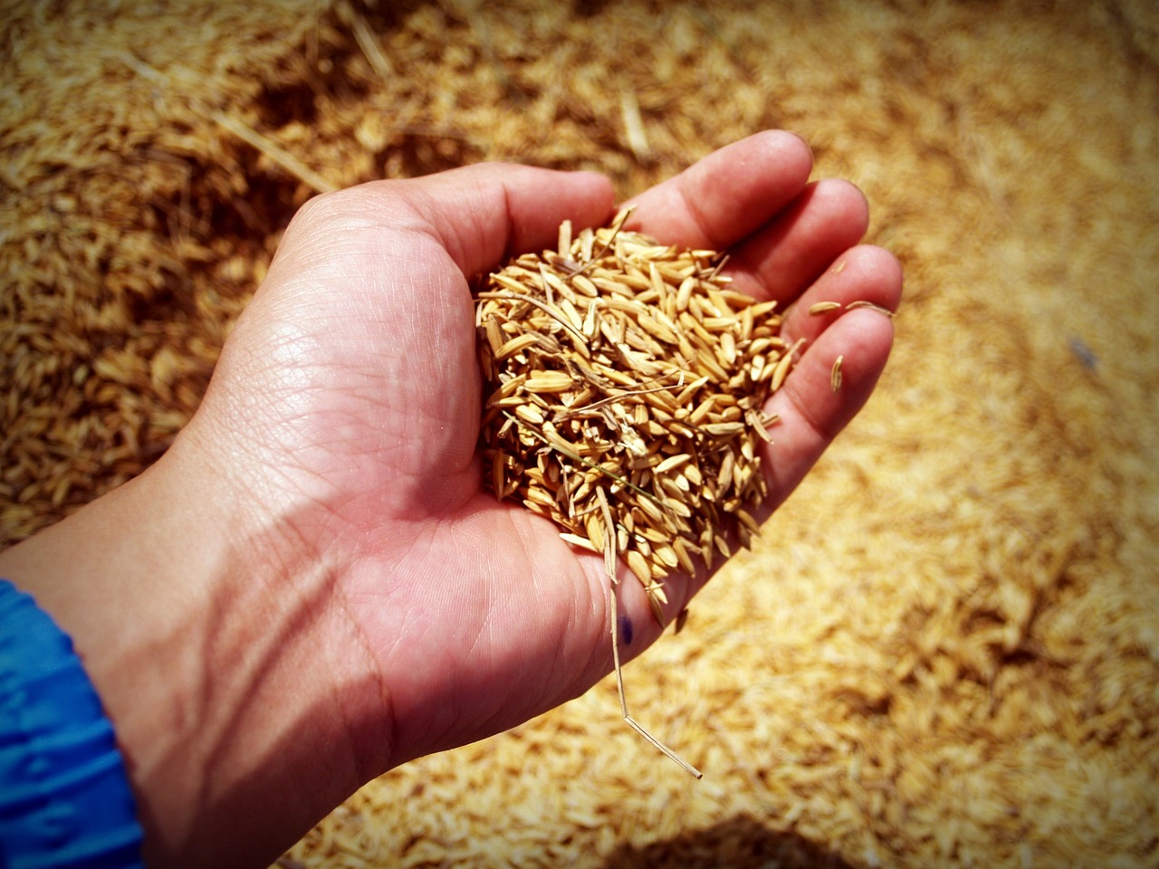清泉香大米，自然馈赠与文化传承的美味之选