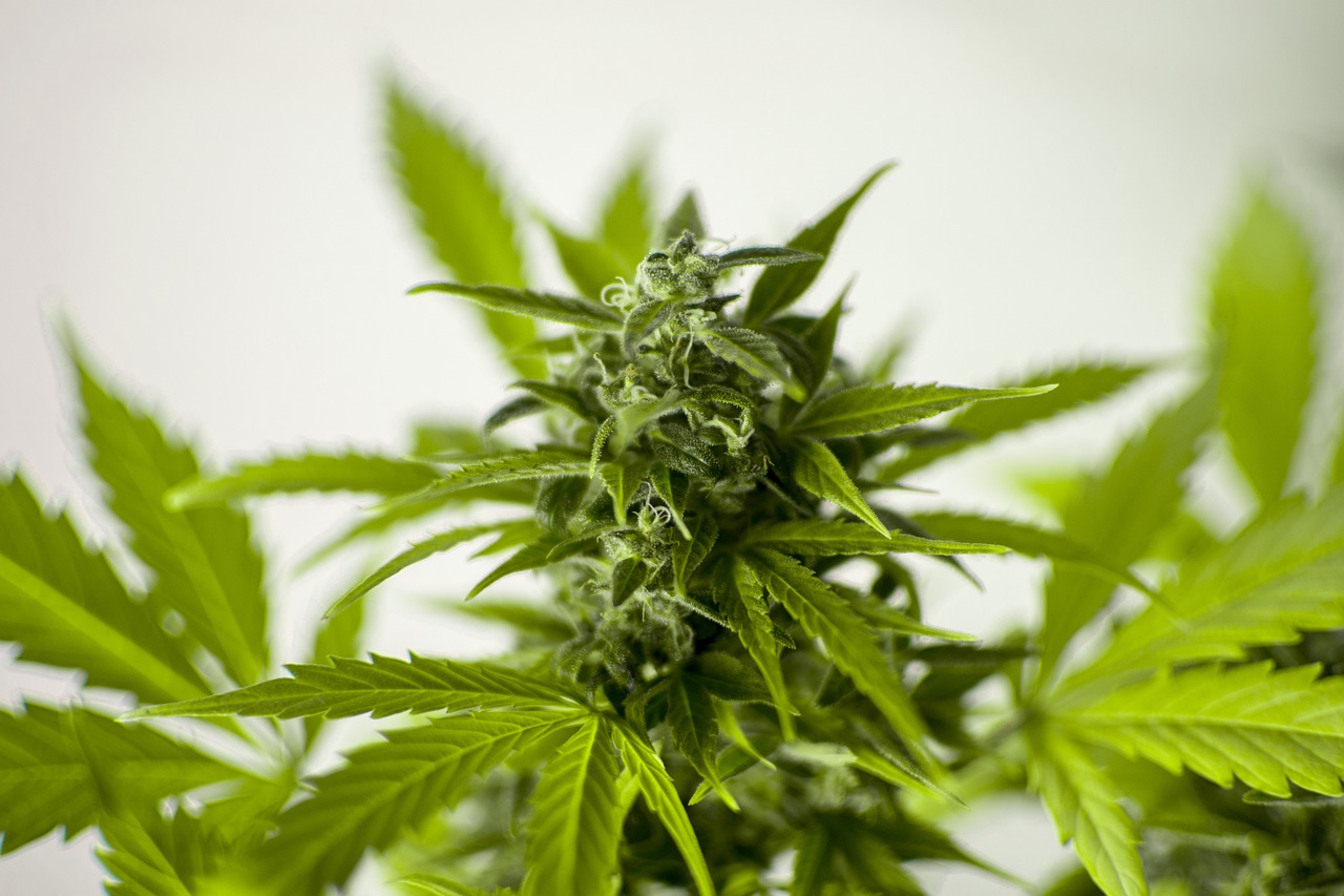 一点红最新传密正版，探索与解析背后的娱乐健康问题