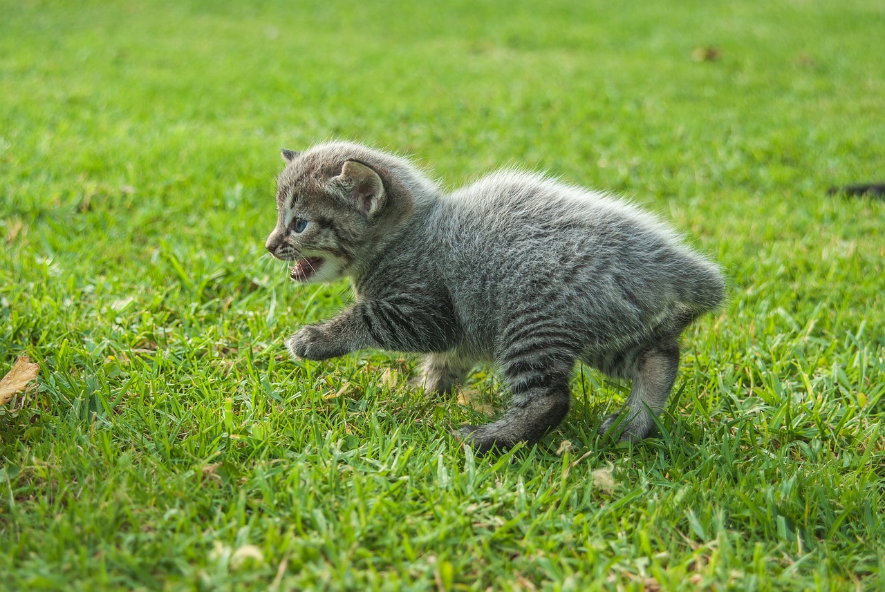 猫咪乐园最新版本探索，特色魅力与猫咪世界的新篇章