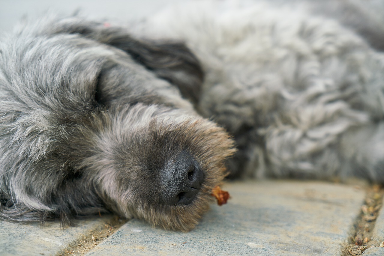 猛犬老公宠妻过急，现代情感中的深情表达与亲密关系构建新解读