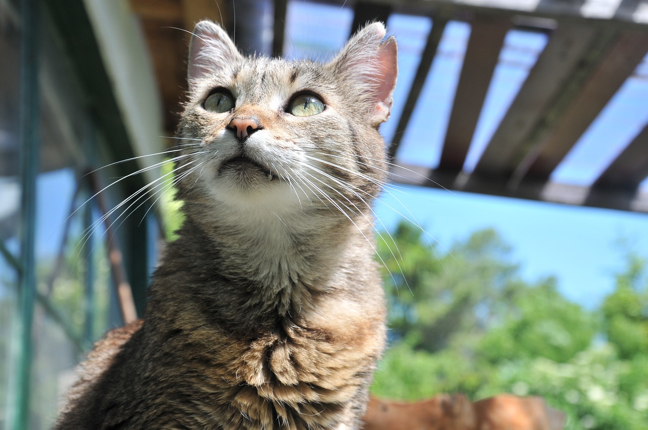最新热门大猫推荐，探索自然界的魅力与神秘