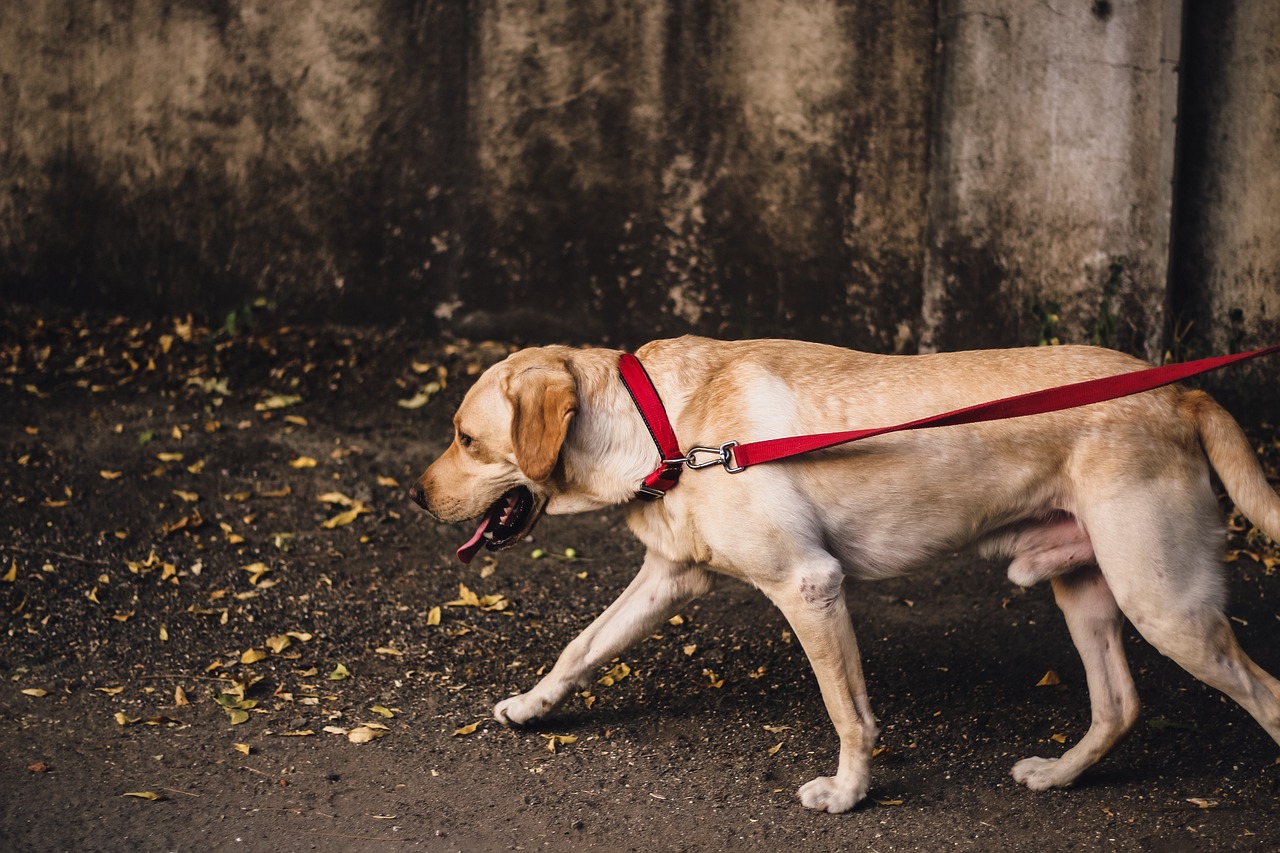 西高地犬价格解析，市场因素与品种特点的综合考量分析