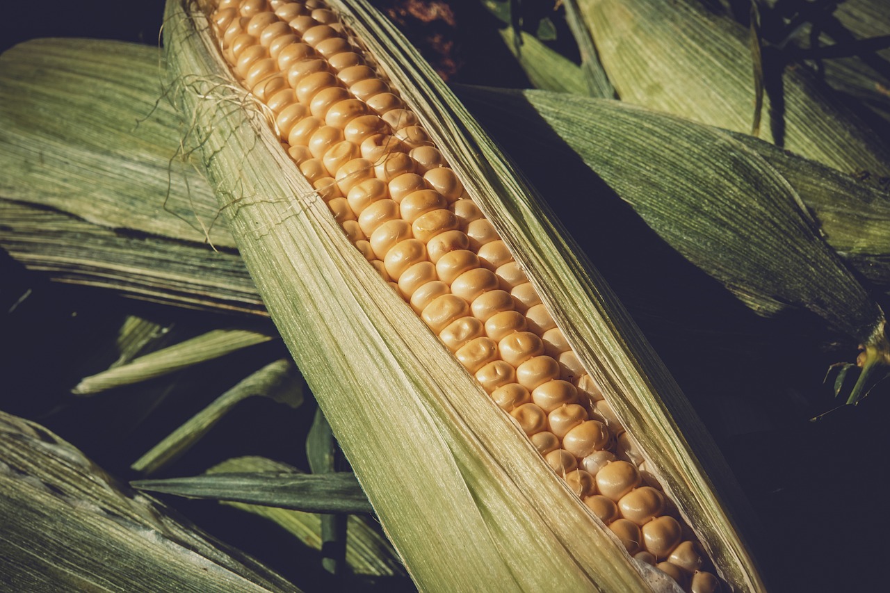 最新玉米价格行情走势深度解析